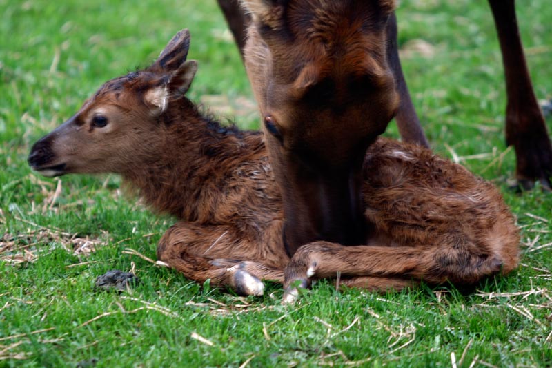 Baby Elk with mother